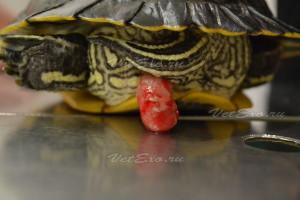 Пролапс кишечника у красноухой черепахи