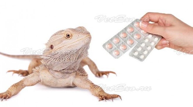 Противопаразитарные препараты для рептилий